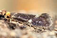 Monopis weaverella