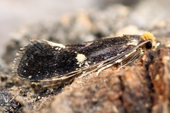 Monopis weaverella