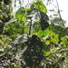 Neoboutonia macrocalyx - Photo (c) Marco Schmidt, some rights reserved (CC BY-NC-SA), uploaded by Marco Schmidt