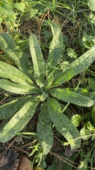 Echium vulgare