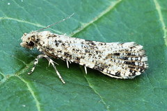 Morophaga choragella