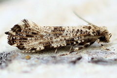 Morophaga choragella