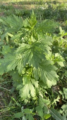 Artemisia vulgaris