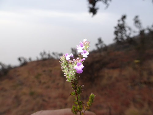 Image of Micromeria imbricata by (c) Fabien Anthelme, some rights reserved (CC BY-SA)