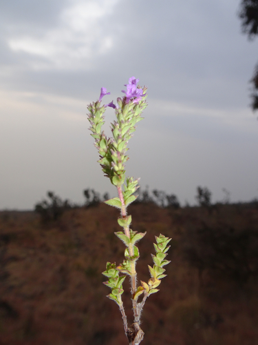 Image of Micromeria imbricata by (c) Fabien Anthelme, some rights reserved (CC BY-SA)
