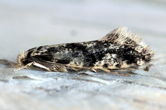 Nemapogon granella