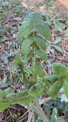 Sonchus oleraceus