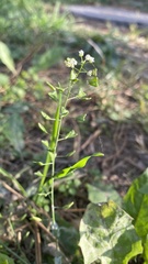 Capsella bursa-pastoris