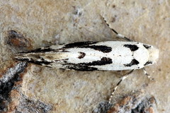 Nemapogon picarella