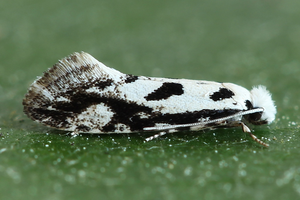 Pied Clothes Moth