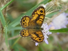 Lasiommata megera