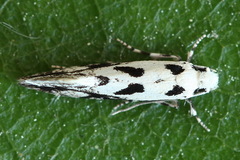 Nemapogon picarella