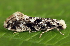 Nemapogon variatella