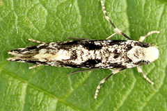 Nemapogon variatella