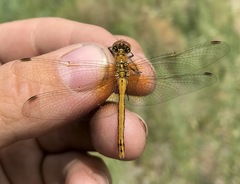 Sympetrum flaveolum