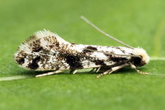 Nemapogon variatella