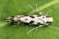 Nemapogon variatella