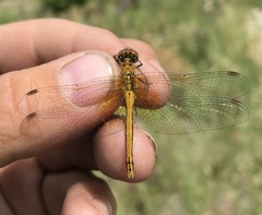 Sympetrum flaveolum