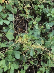 Cuscuta australis