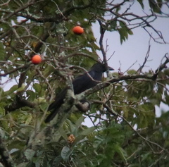 Corvus macrorhynchos