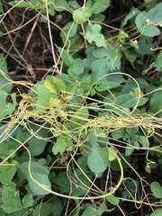 Cuscuta australis