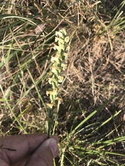 Spiranthes praecox