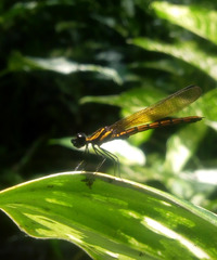 Chlorocypha luminosa