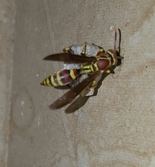 Polistes exclamans