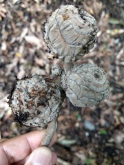 Lithocarpus lepidocarpus