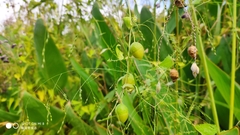 Actinostemma tenerum