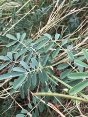 Tephrosia noctiflora