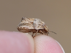 Psacasta tuberculata