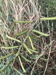 Tephrosia noctiflora