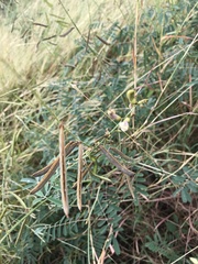 Tephrosia noctiflora