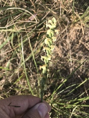 Spiranthes praecox