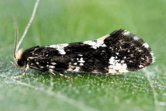Triaxomera fulvimitrella