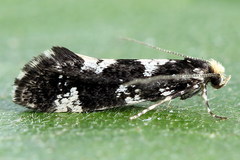Triaxomera fulvimitrella