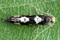 Triaxomera fulvimitrella
