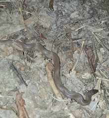 Haldea striatula