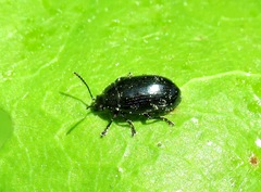 Phratora vulgatissima