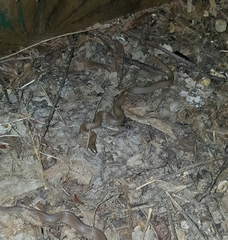 Haldea striatula