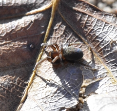 Titanoecoidea