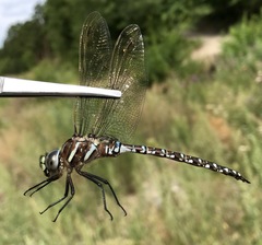 Aeshna juncea