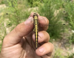 Orthetrum cancellatum