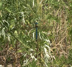 Anax imperator