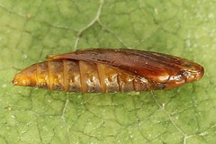 Tischeria dodonaea