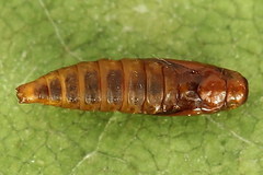 Tischeria dodonaea