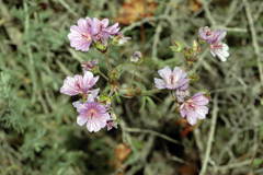 Geranium linearilobum