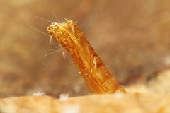 Tischeria dodonaea