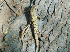 Calotes versicolor